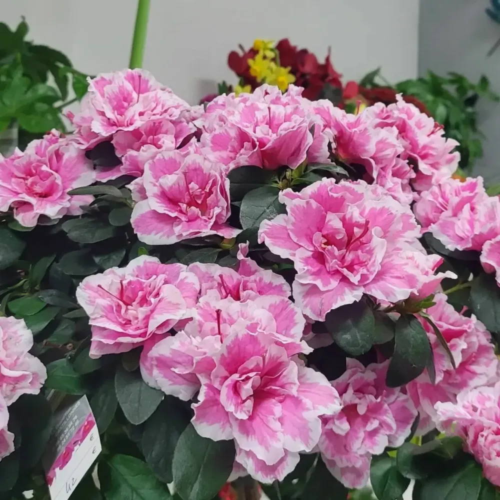 fleurs fraîches à Castillonnès