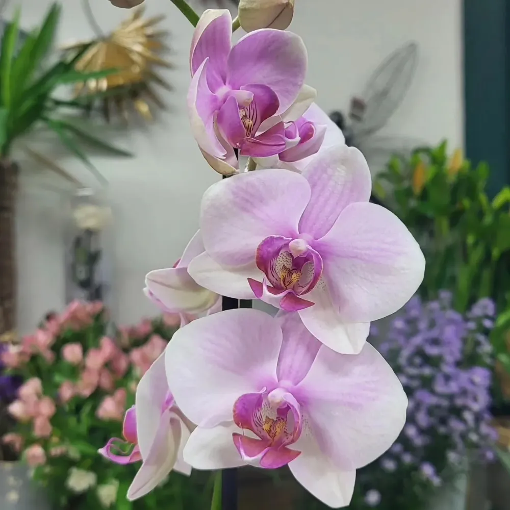 Fleurs (6)