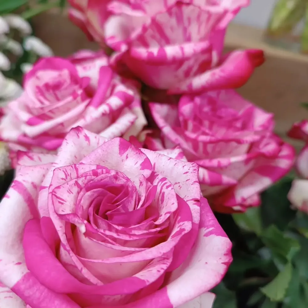 Fleurs (3)