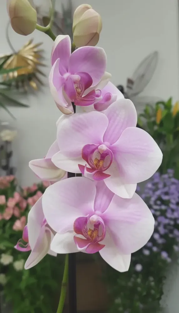 fleurs Orchidée