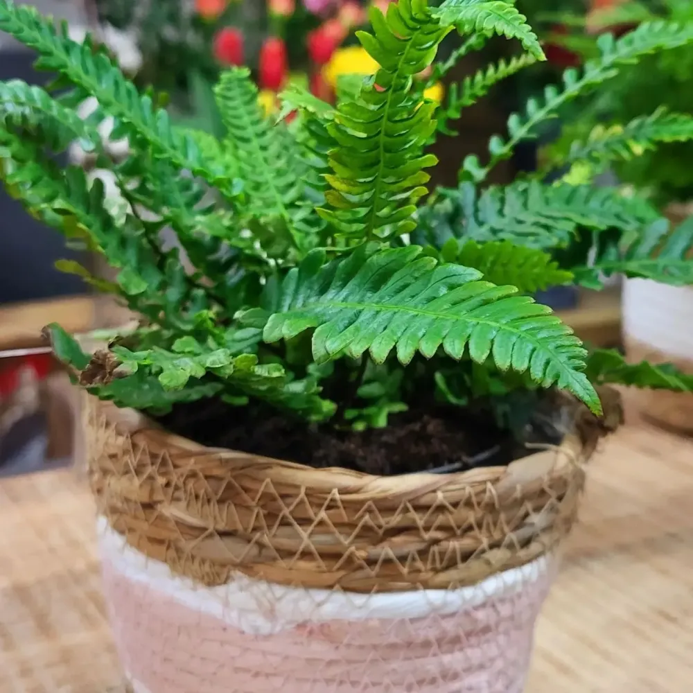 Plantes (6)
