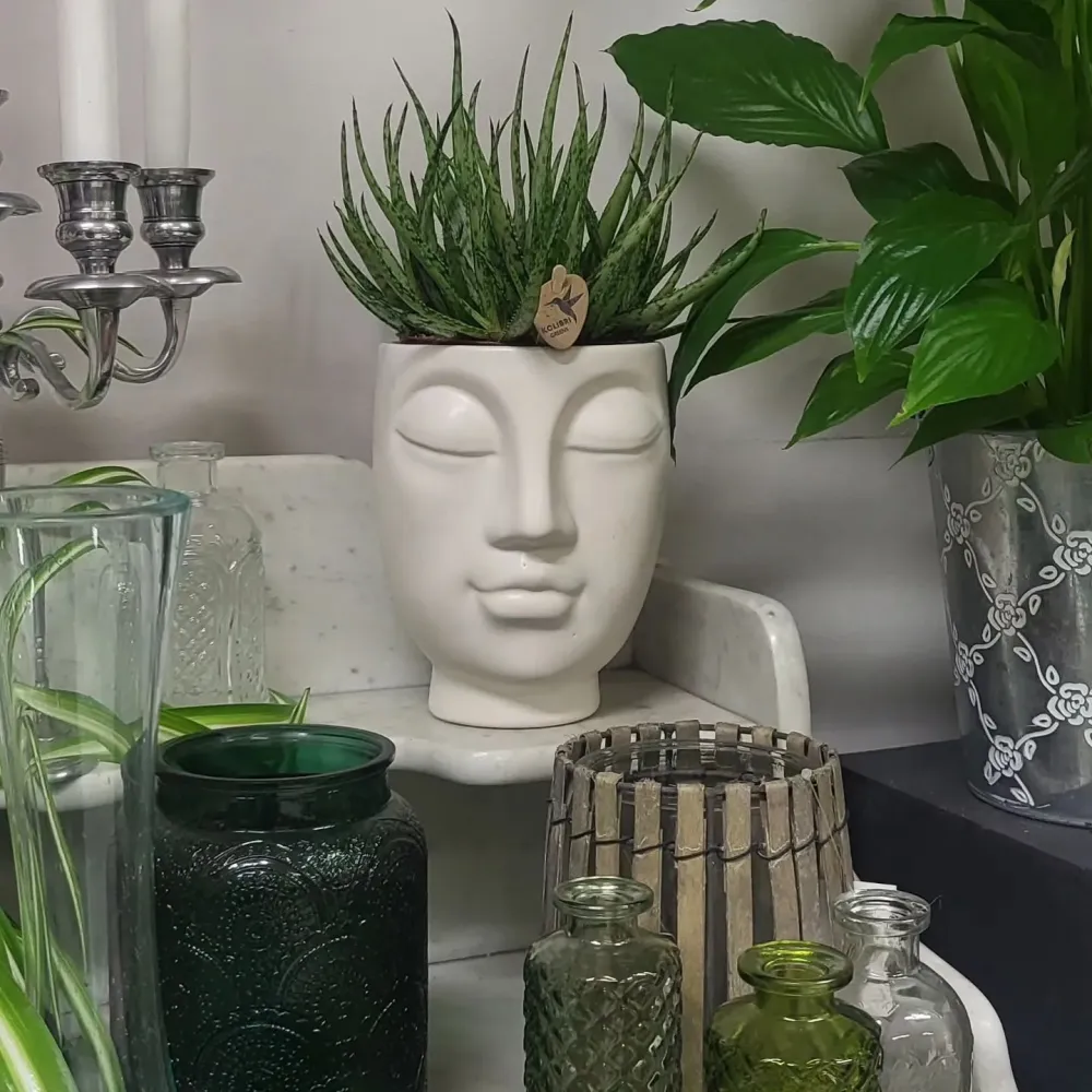 Plantes (5)