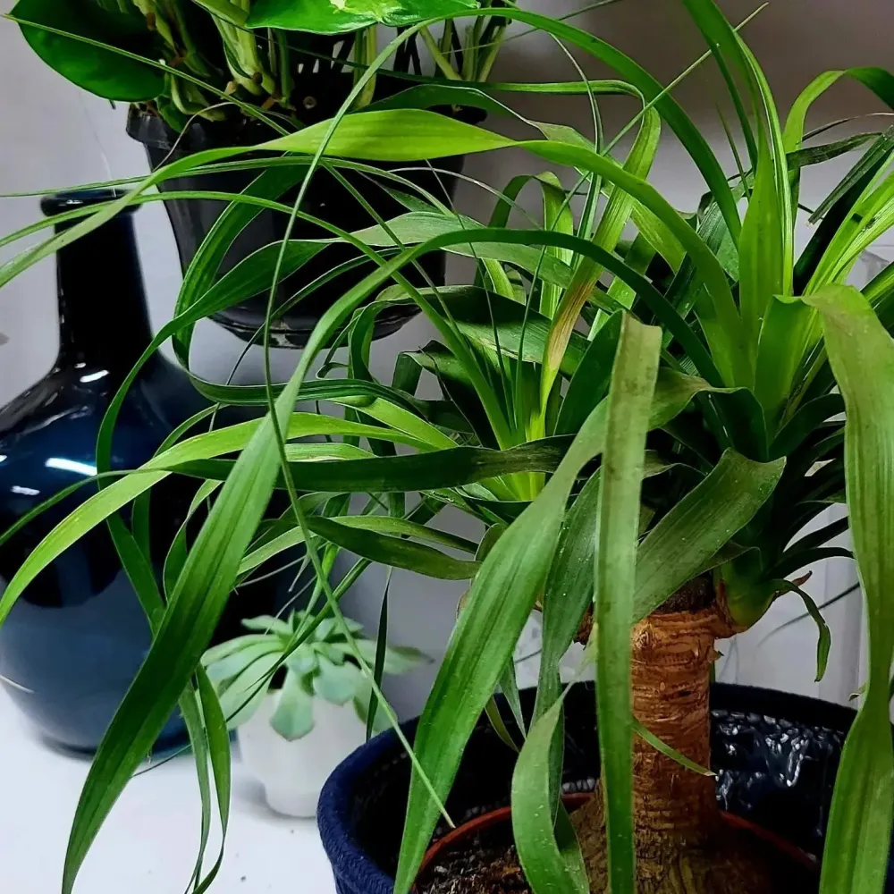 Plantes (4)
