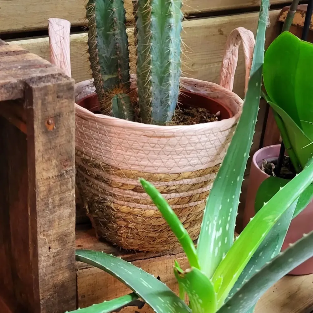 Plantes (3)