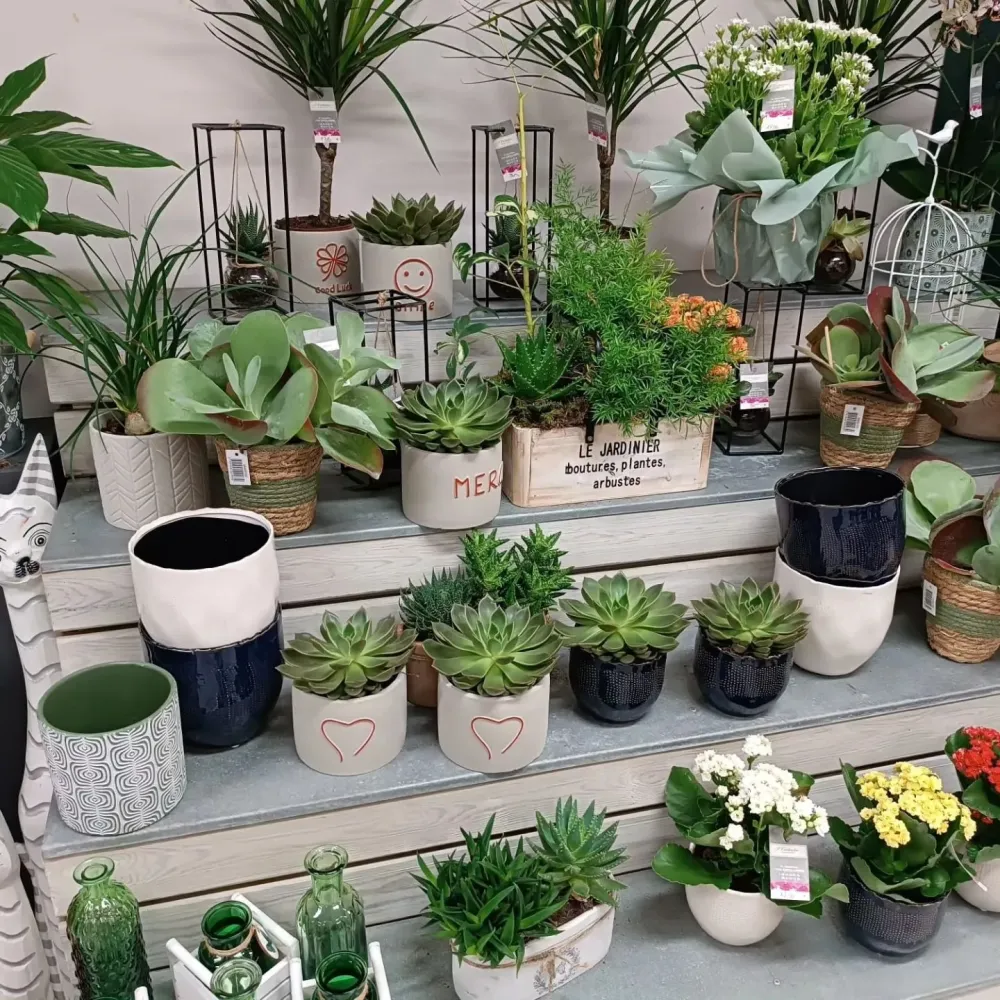 Plantes (2)