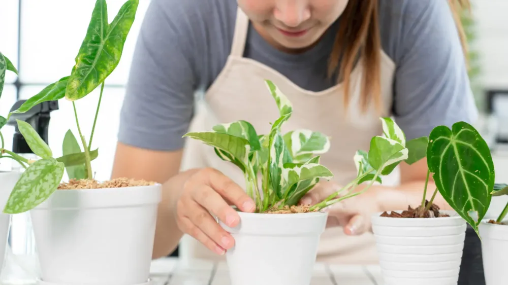 Plantes (1)