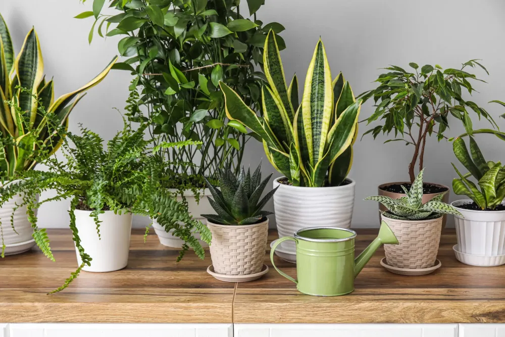 Plantes