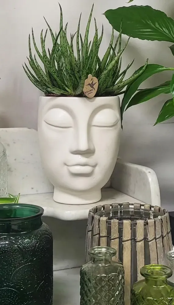 plantes intérieures